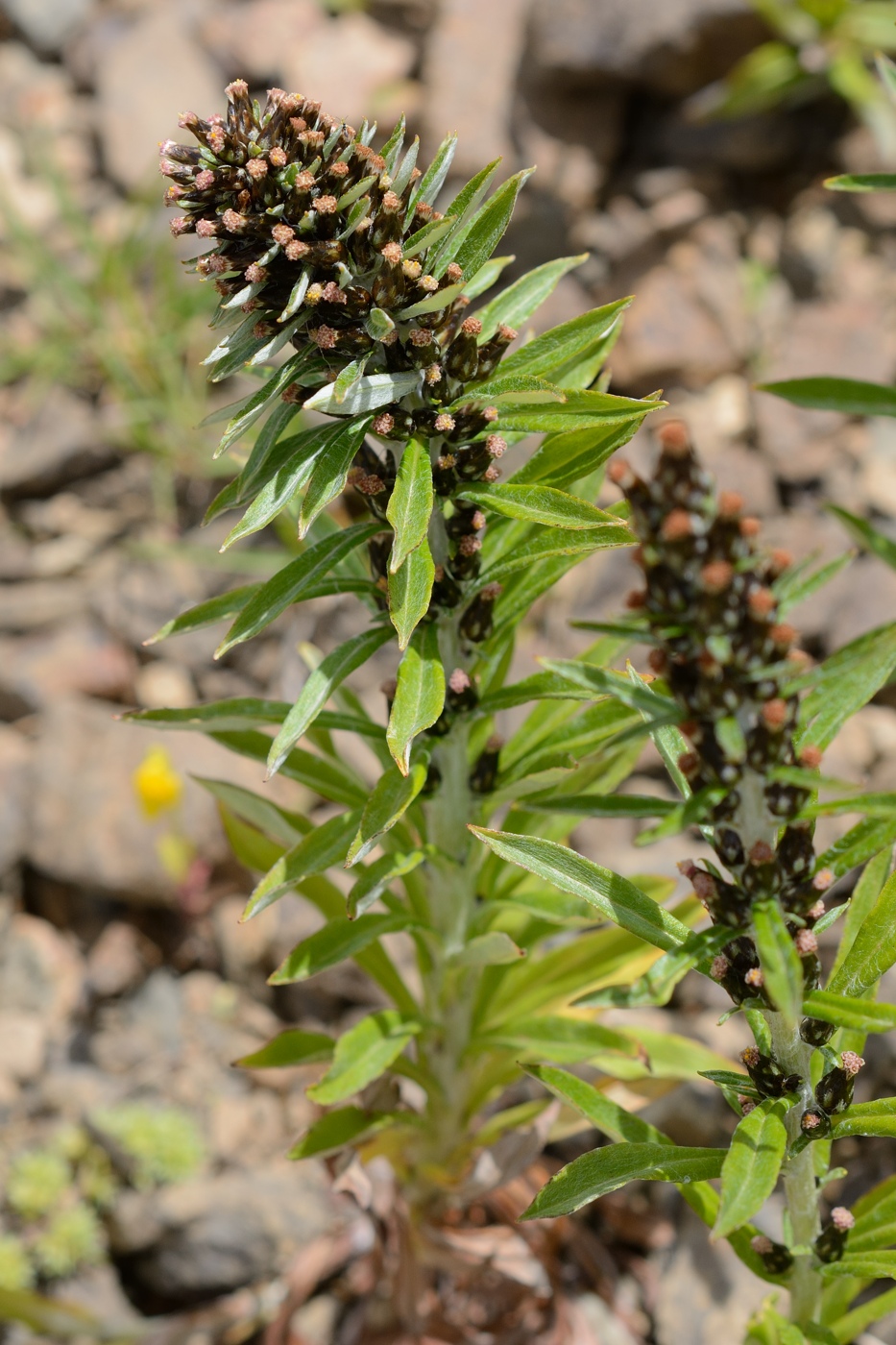 Image of Omalotheca caucasica specimen.