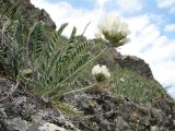 Oxytropis recognita