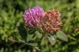 Trifolium pratense