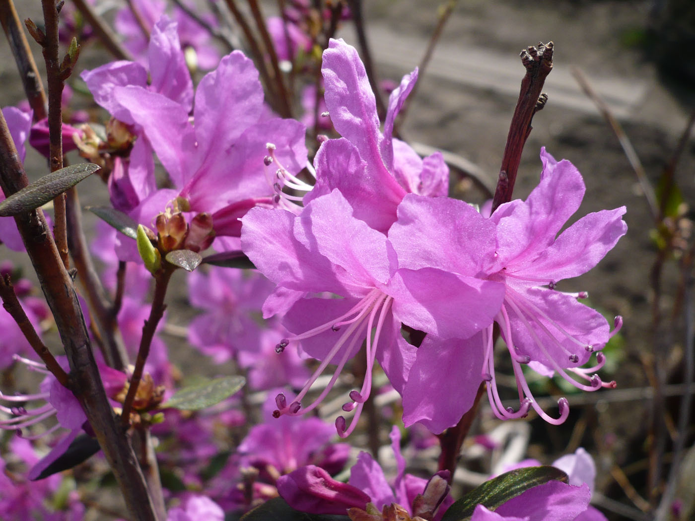 Изображение особи Rhododendron dauricum.