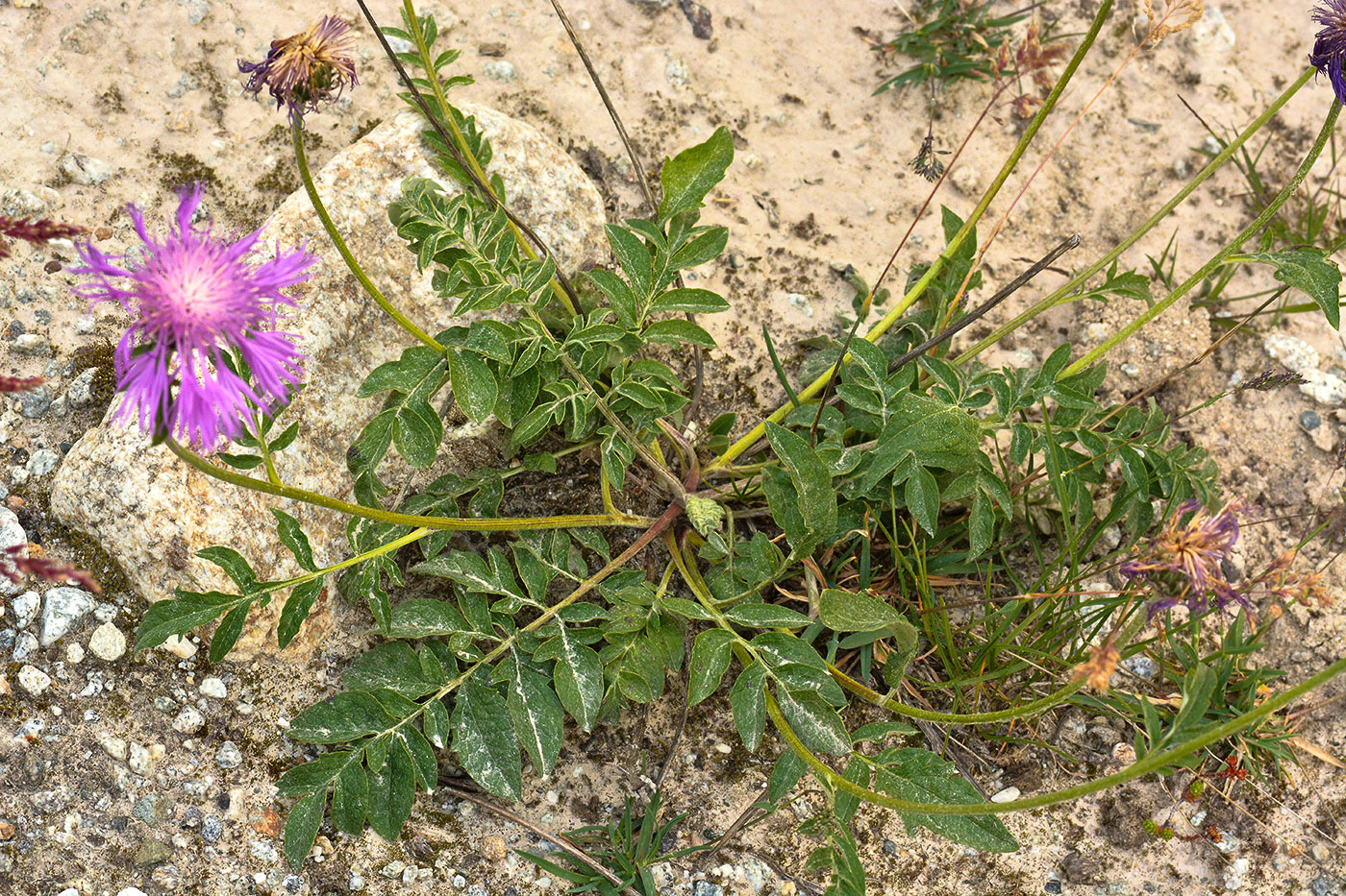 Изображение особи Psephellus salviifolius.