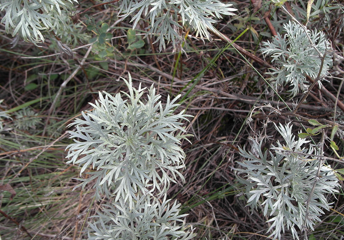 Image of Artemisia sericea specimen.