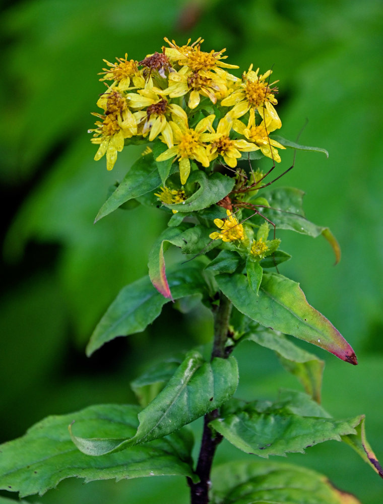 Image of Solidago virgaurea ssp. dahurica specimen.