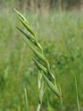 Gladiolus imbricatus