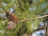 Pinus sylvestris