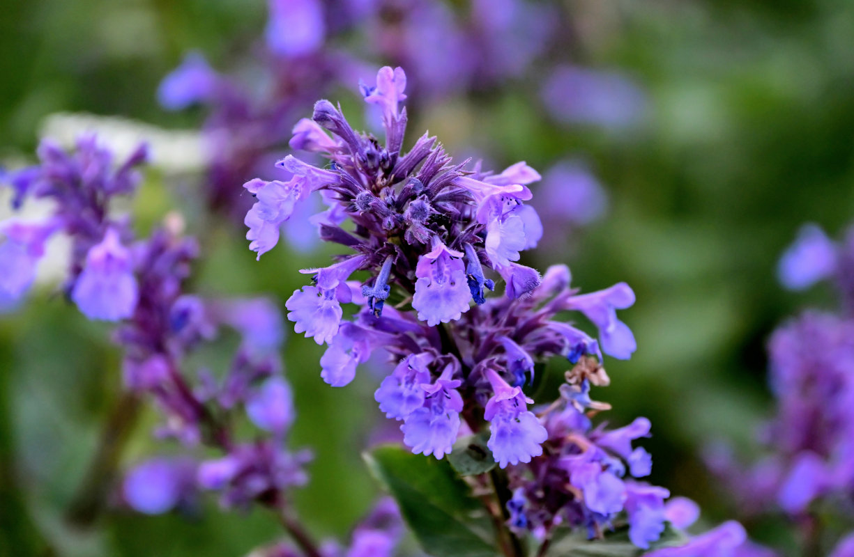 Image of Nepeta grandiflora specimen.