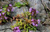 genus Thymus. Верхушки побегов с соцветиями. Курильские о-ва, о-в Кунашир, мыс Сукачёва, каменистый склон. 22.08.2022.