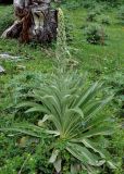 род Verbascum