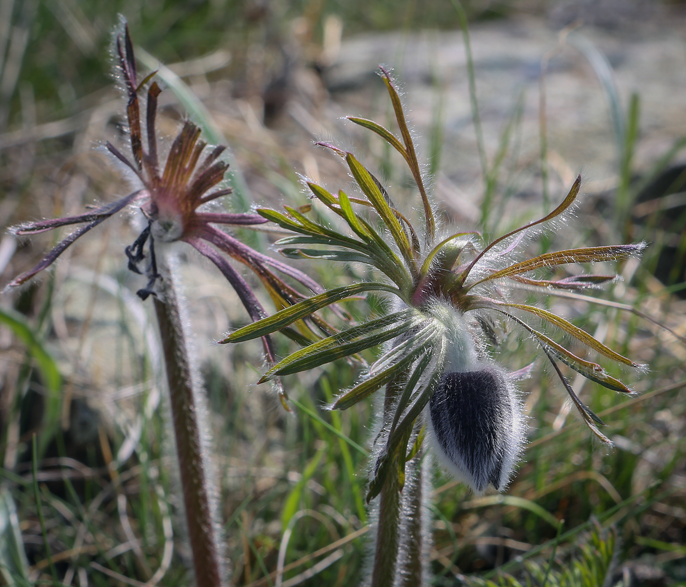 Изображение особи Pulsatilla pratensis.