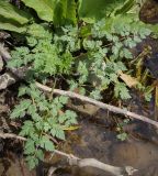 familia Apiaceae