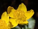 Caltha membranacea