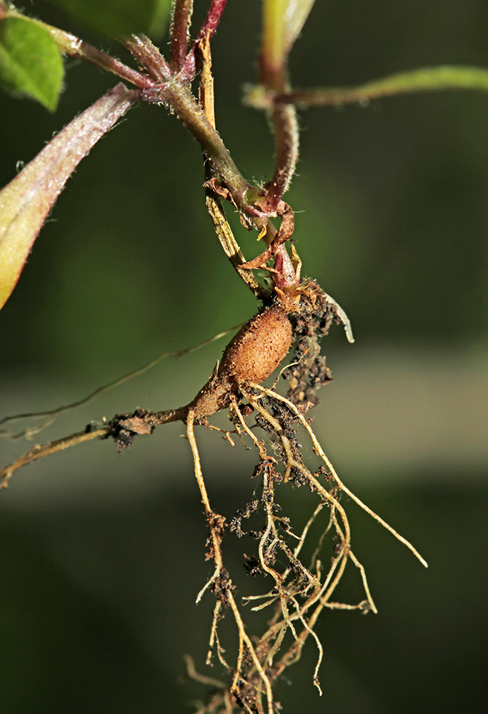 Image of Pseudostellaria japonica specimen.