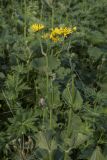 Doronicum macrophyllum