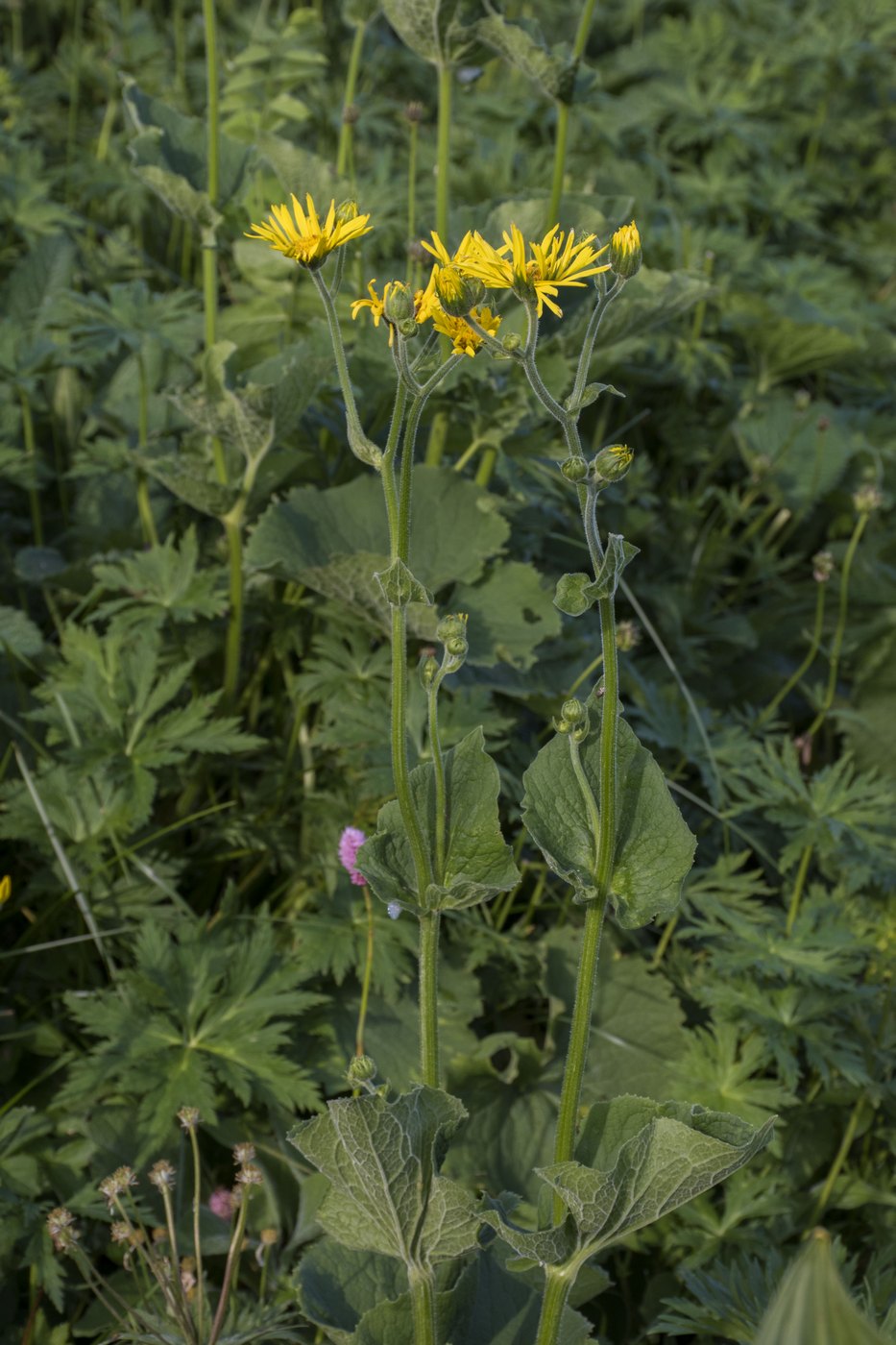 Изображение особи Doronicum macrophyllum.