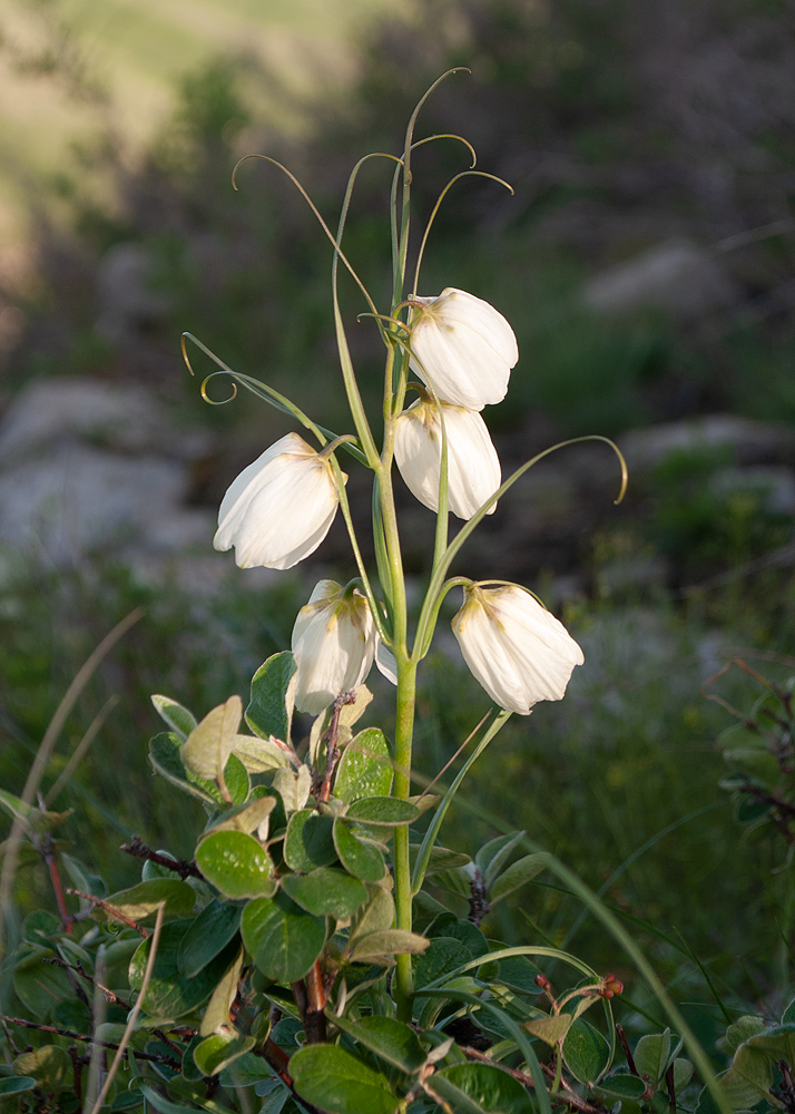 Image of Fritillaria verticillata specimen.