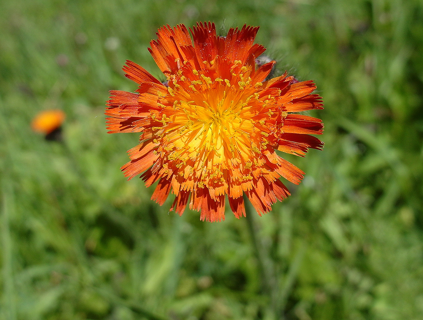 Image of Pilosella aurantiaca specimen.