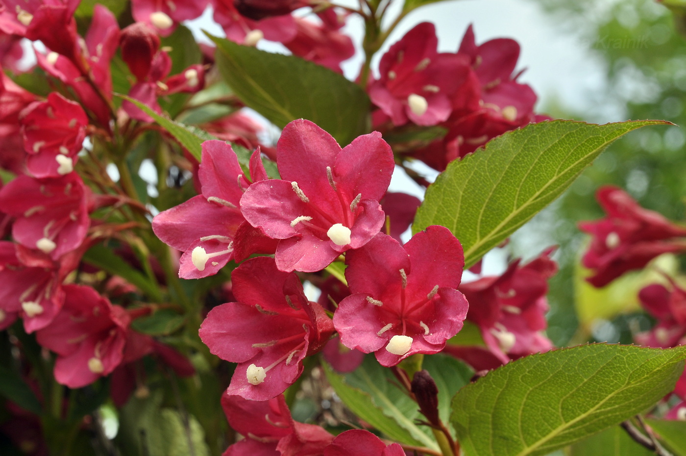 Image of Weigela hortensis specimen.