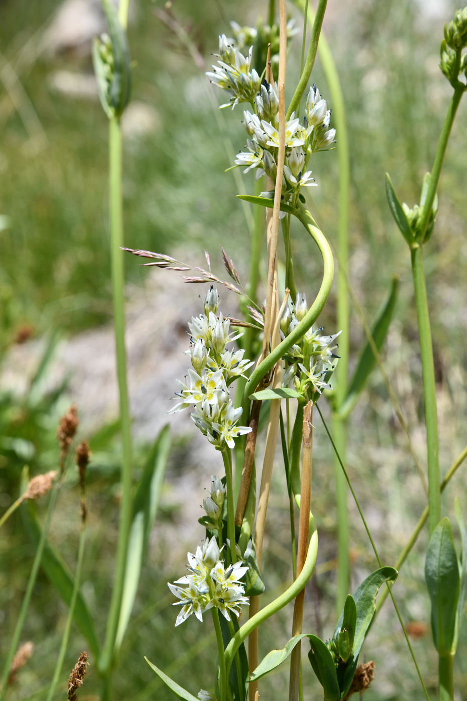 Image of Swertia lactea specimen.