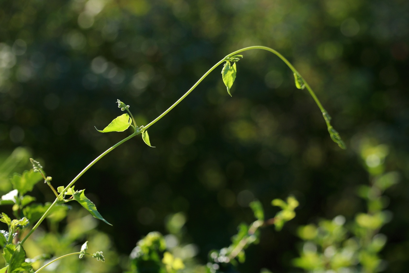 Image of Fallopia convolvulus specimen.