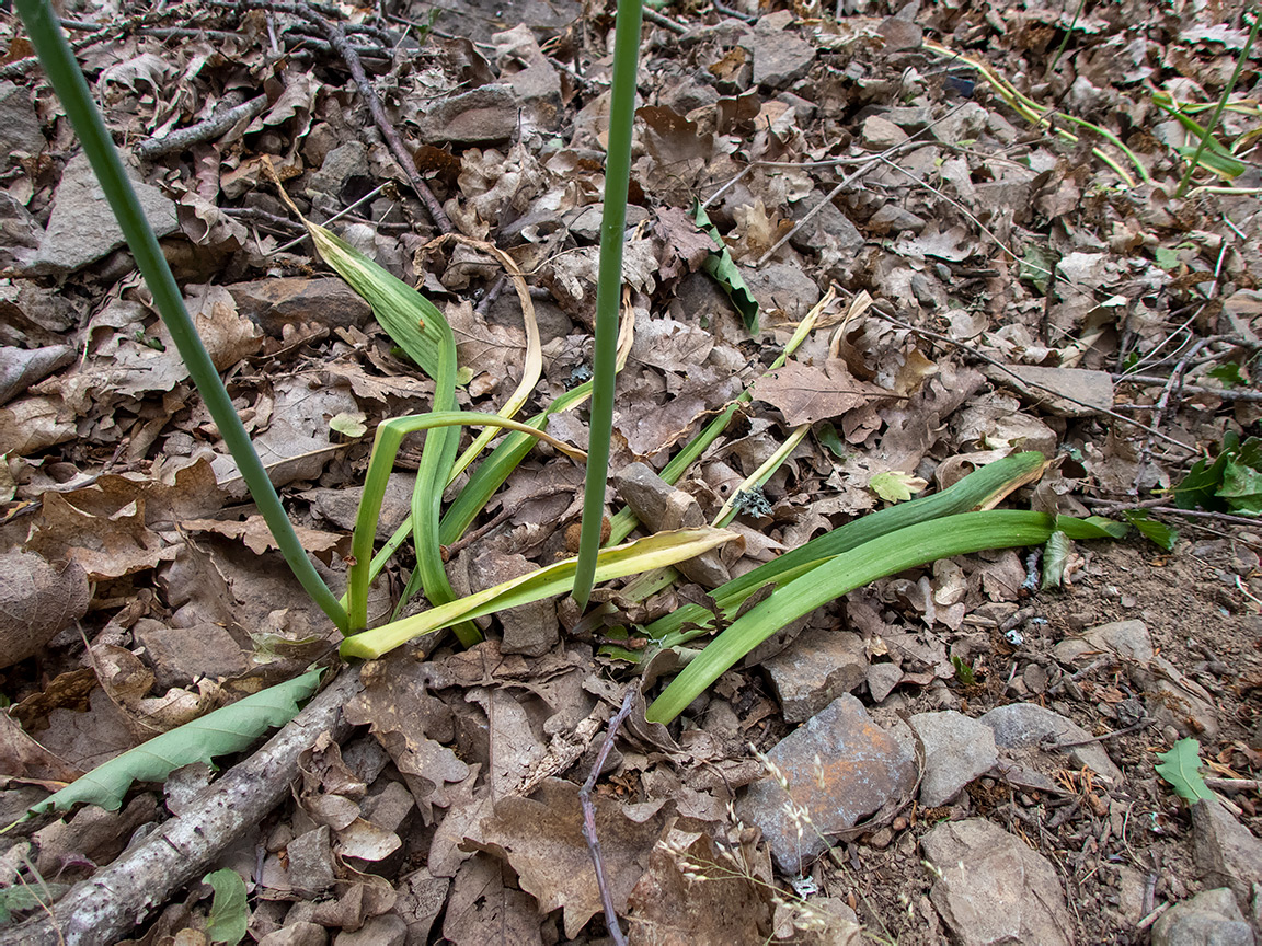 Изображение особи Allium quercetorum.