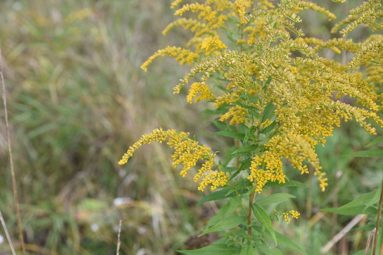 Image of Solidago canadensis specimen.