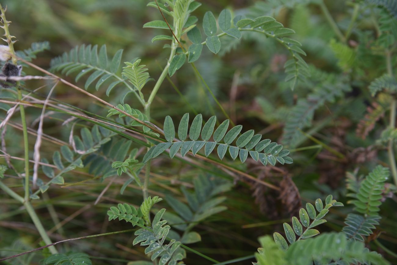 Изображение особи Astragalus cicer.