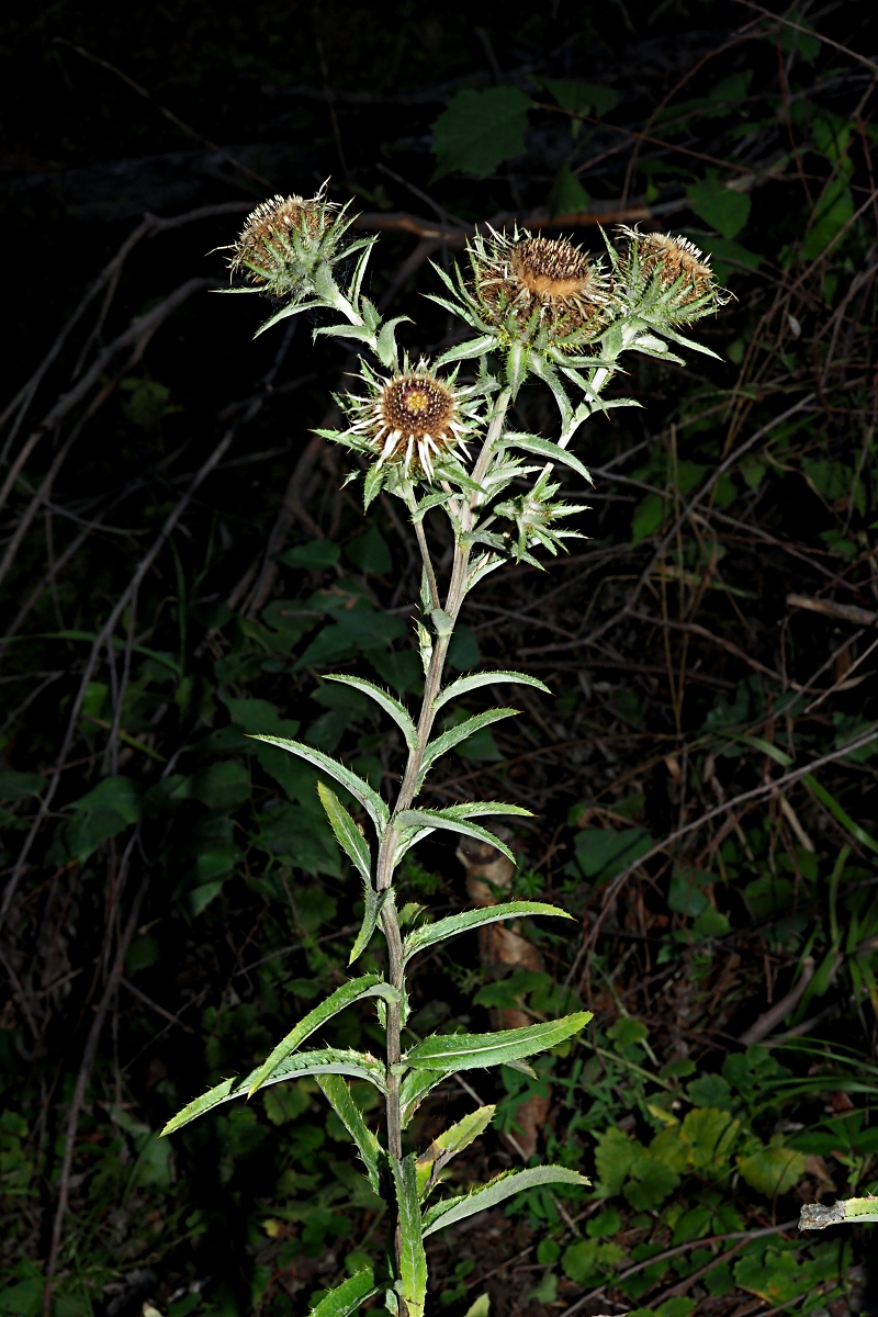 Изображение особи Carlina biebersteinii.