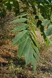 Juglans mandshurica. Лист. Хабаровский край, окр. г. Комсомольск-на-Амуре, Силинский лесопарк, обочина лесной дороги. 23.09.2024.