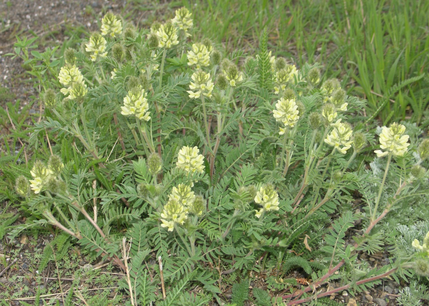 Image of Oxytropis pilosa specimen.