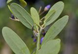 genus Desmodium