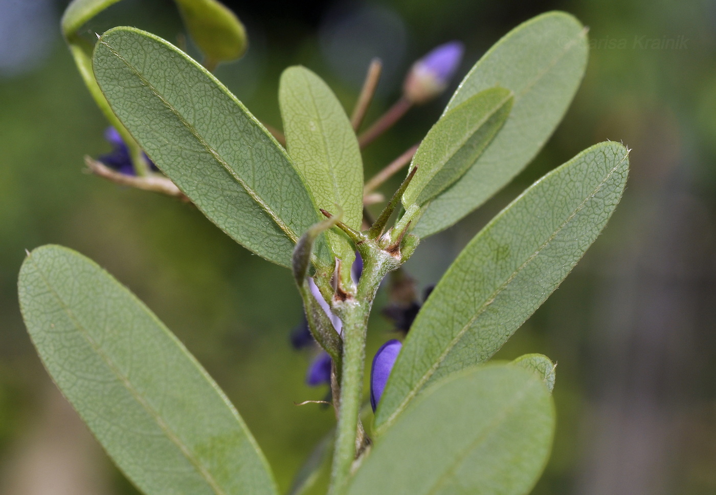 Изображение особи род Desmodium.