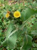 Sonchus oleraceus