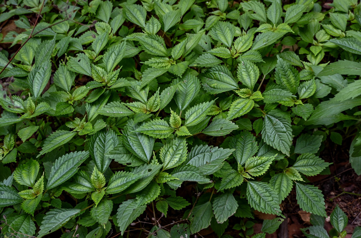 Изображение особи Pilea sinofasciata.