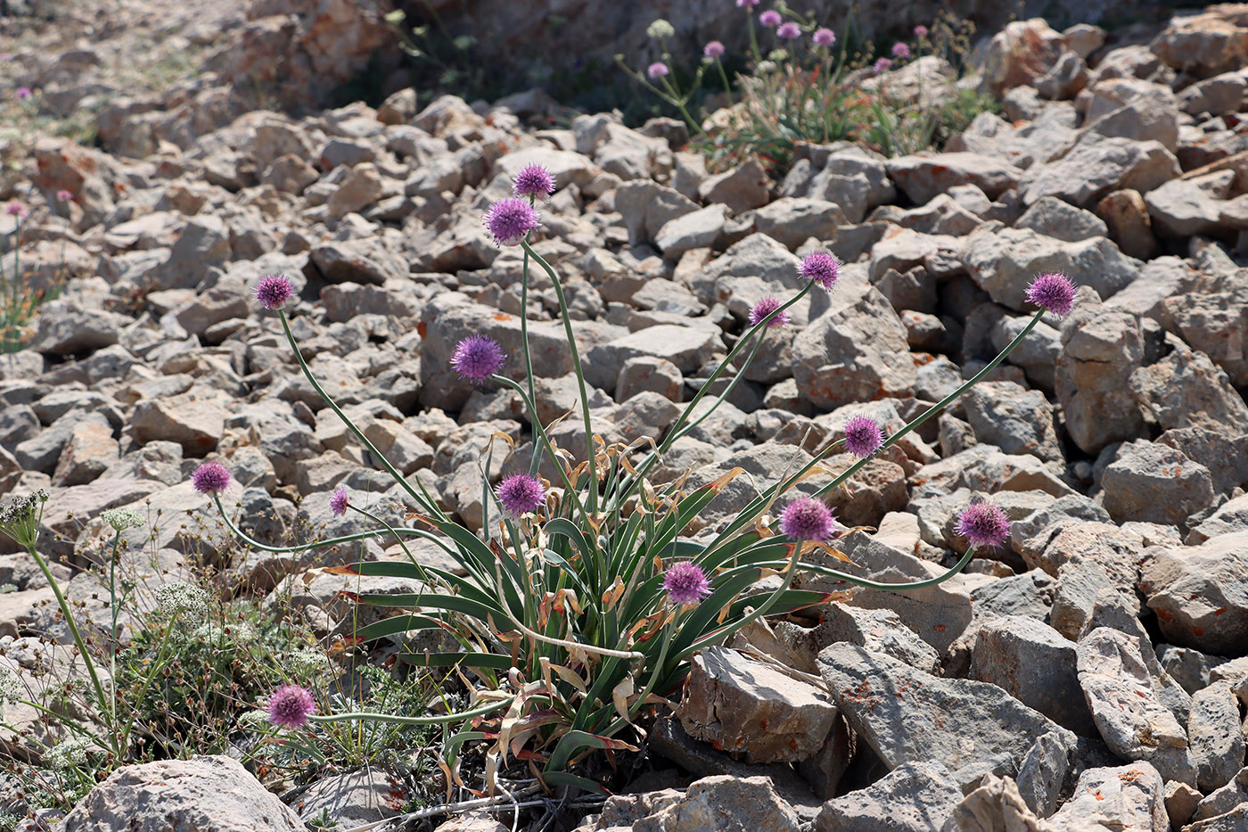 Изображение особи Allium carolinianum.