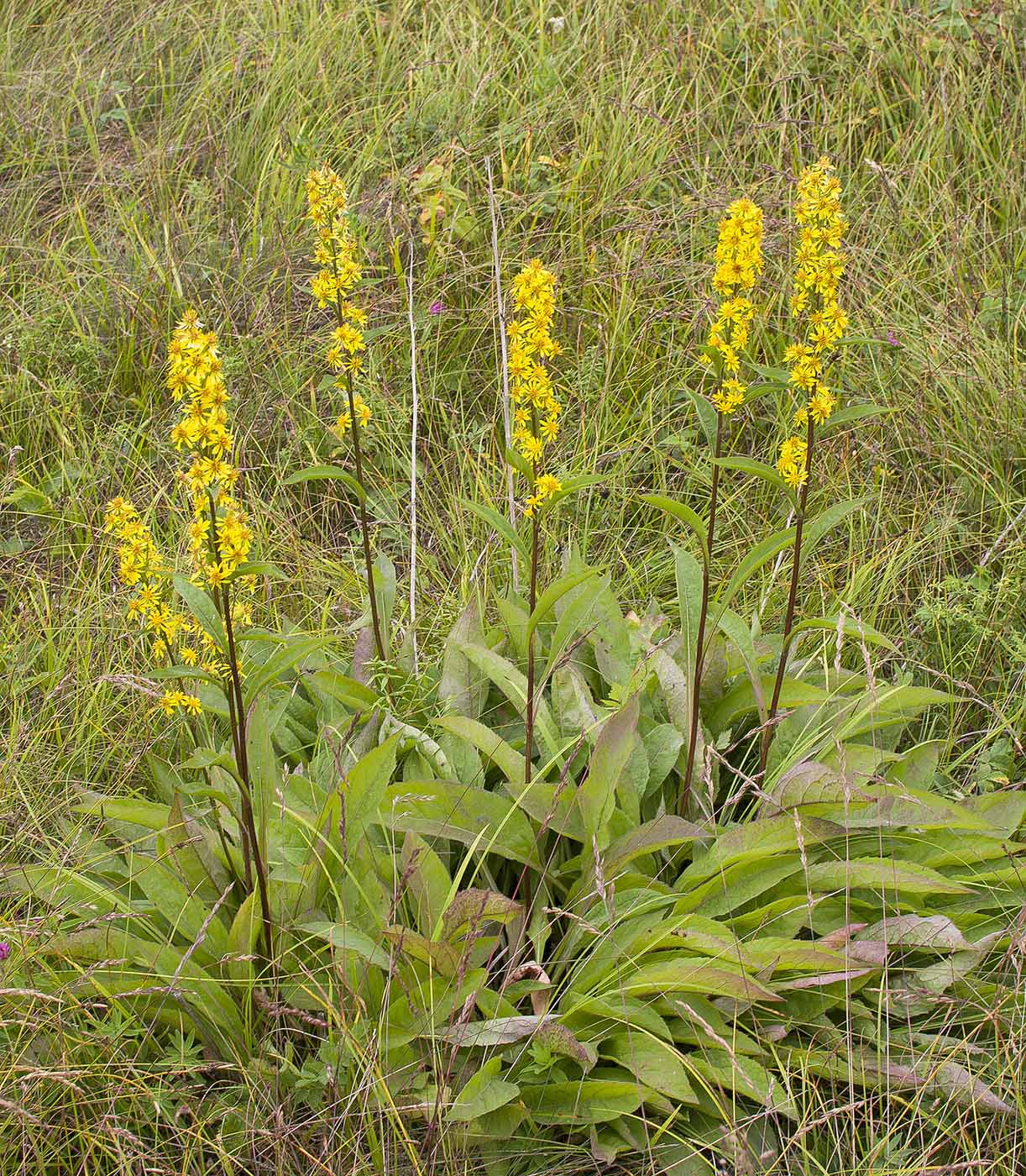 Изображение особи Solidago virgaurea ssp. dahurica.