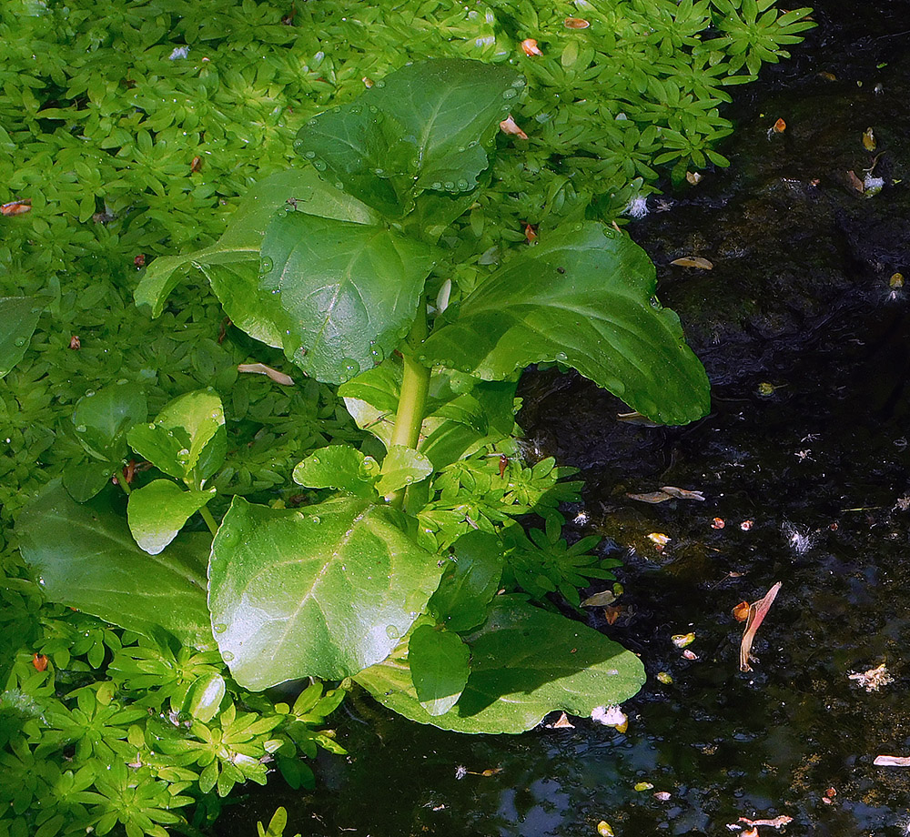 Image of Veronica anagallis-aquatica specimen.