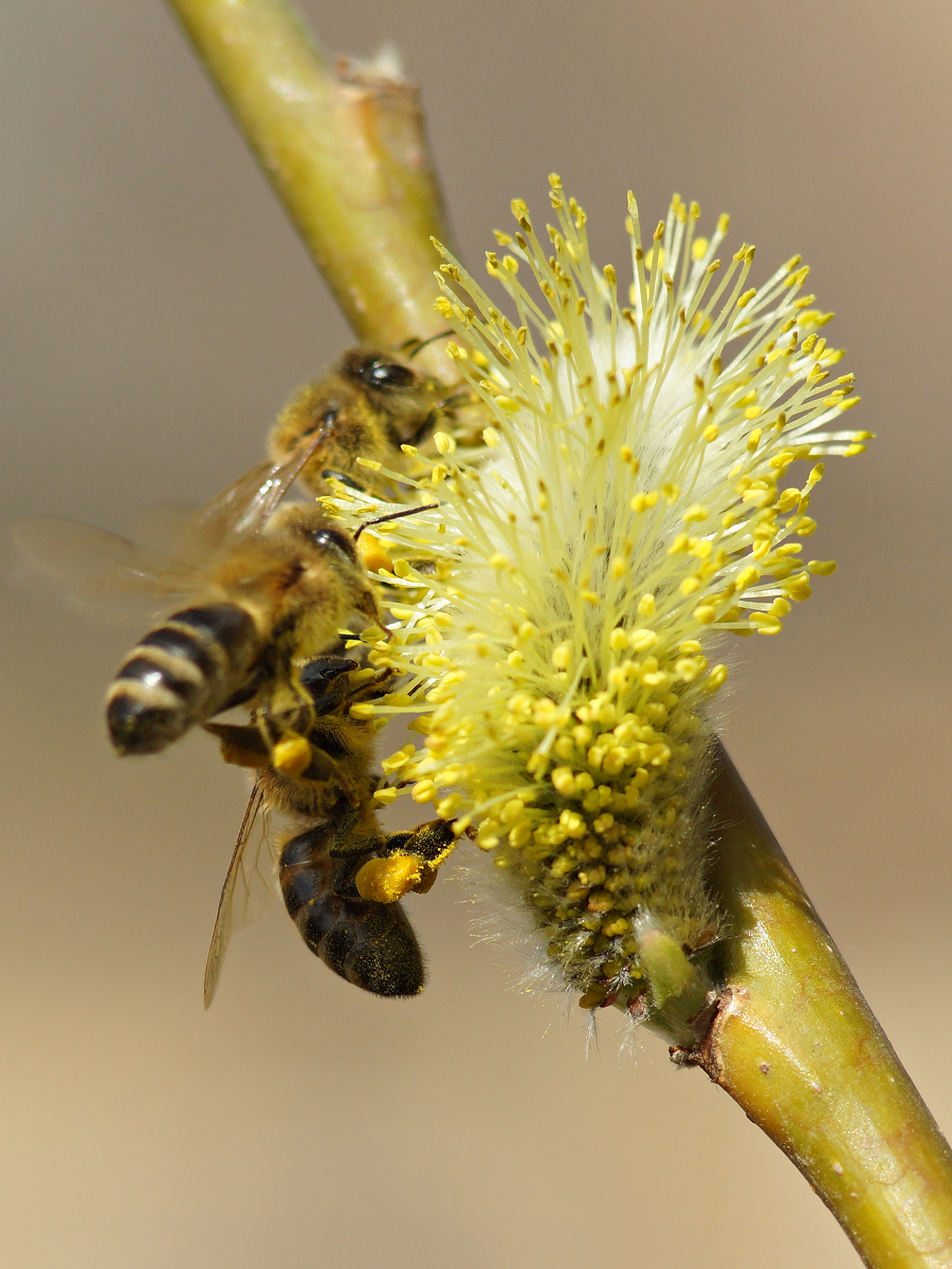 Image of Salix gmelinii specimen.