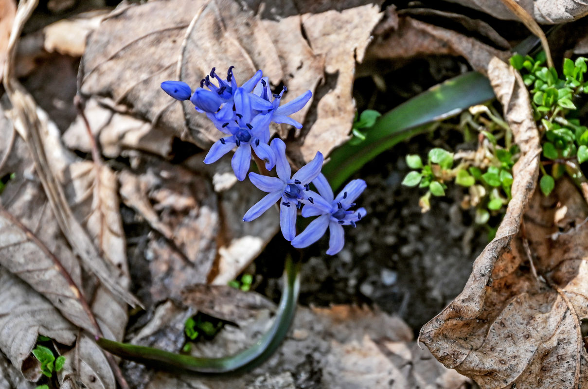 Image of Scilla bifolia specimen.