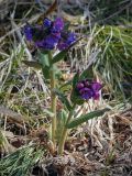 Смотреть изображение Pulmonaria mollis