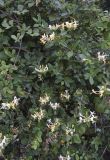 Смотреть изображение Lonicera periclymenum