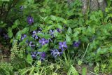 View full-size image Vinca major