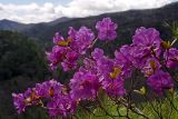 Rhododendron mucronulatum. Верхушка цветущего растения. Южное Приморье, Сихотэ-Алинь, Лазовский заповедник, Второй лог. 15.05.2005.