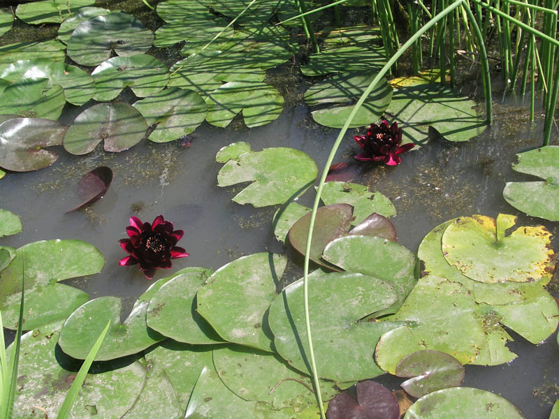 Изображение особи Nymphaea odorata.