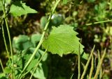 View full-size image Alliaria petiolata