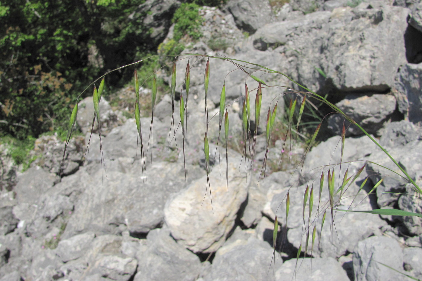 Image of Avena barbata specimen.