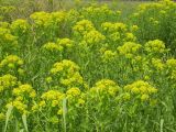 Euphorbia palustris