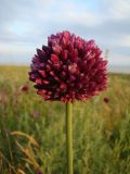 Allium rotundum