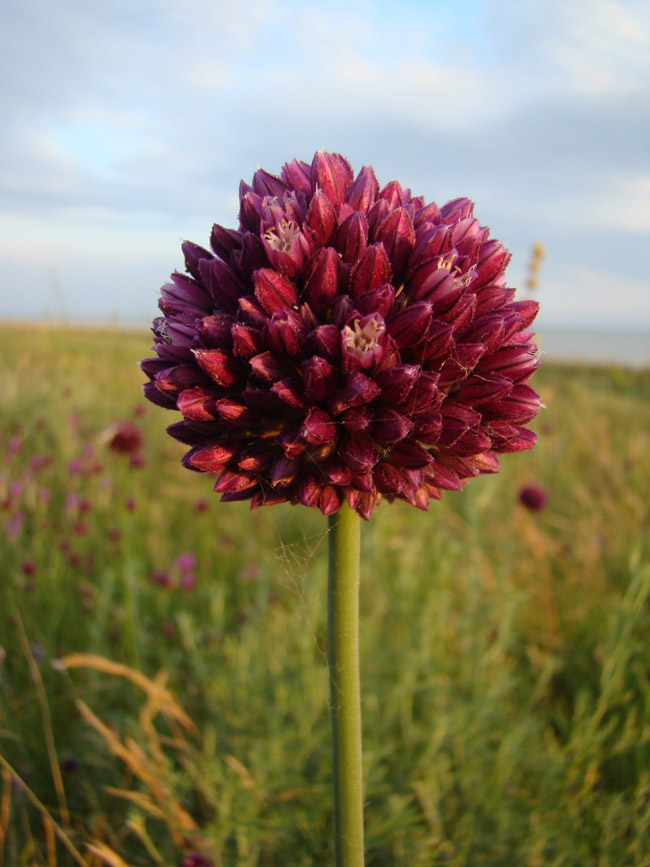 Image of Allium rotundum specimen.