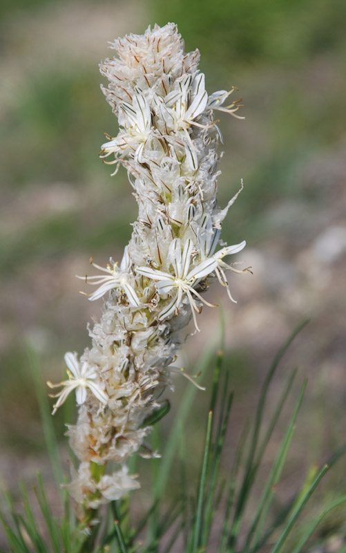 Image of Asphodeline taurica specimen.