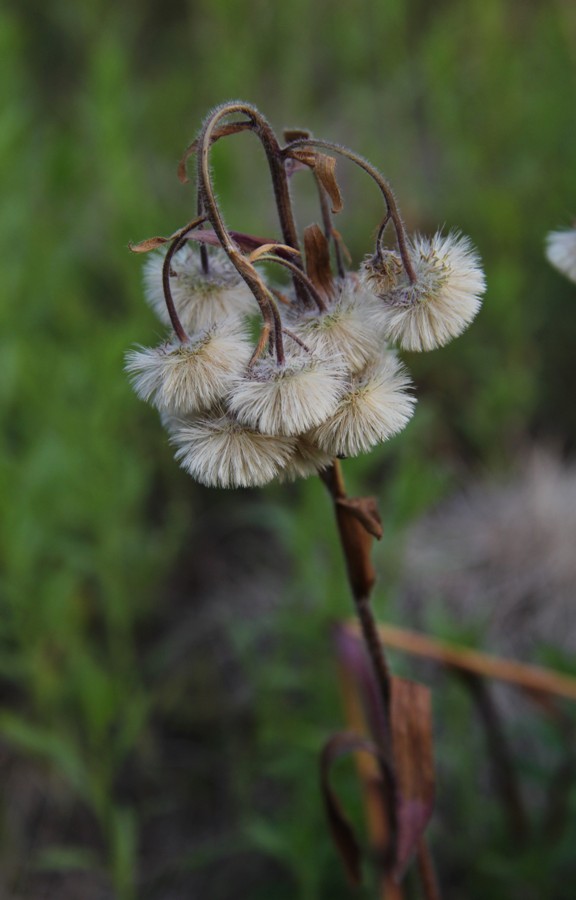 Image of Erigeron acris specimen.